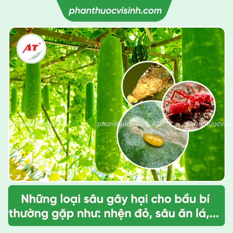Sâu hại bầu bí gồm những loại nào và cách phòng trị hiệu quả