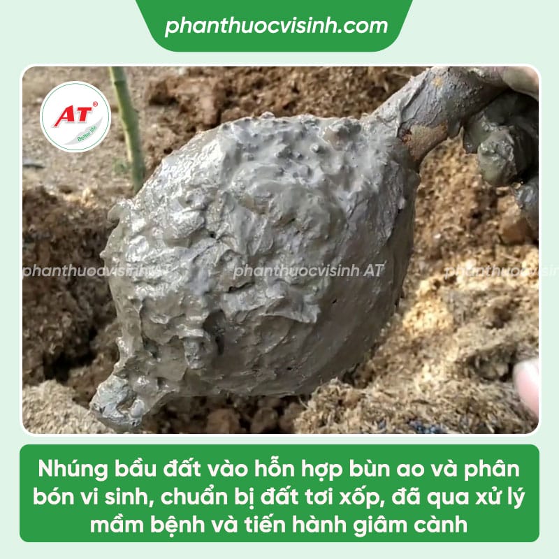Hướng dẫn cách chiết cành vải đơn giản, hiệu quả