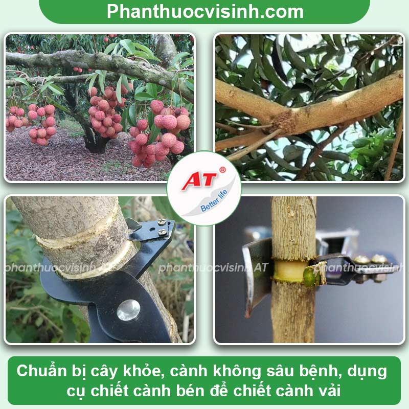 Hướng dẫn cách chiết cành vải đơn giản, hiệu quả