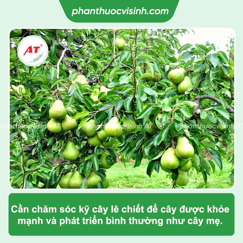 Chiết cành lê đúng kỹ thuật, cây khỏe tiết kiệm chi phí