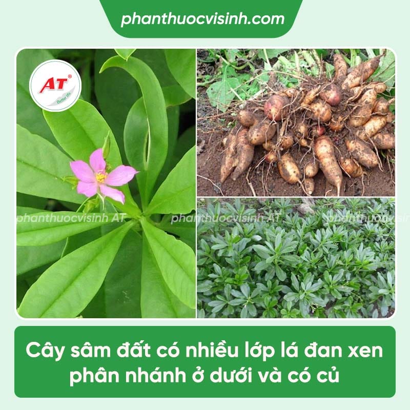 Cách trồng cây sâm đất đúng kỹ thuật cho ra nhiều củ