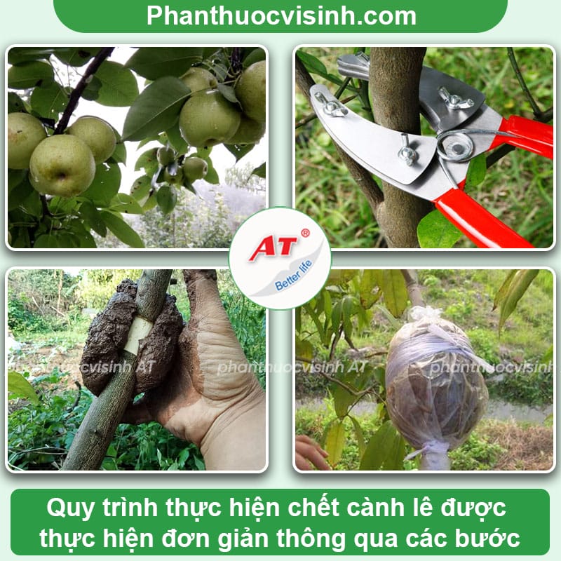 Chiết cành lê đúng kỹ thuật, cây khỏe tiết kiệm chi phí