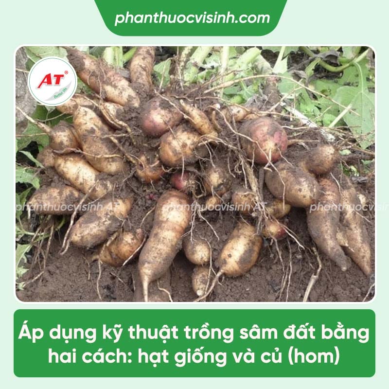 Cách trồng cây sâm đất đúng kỹ thuật cho ra nhiều củ