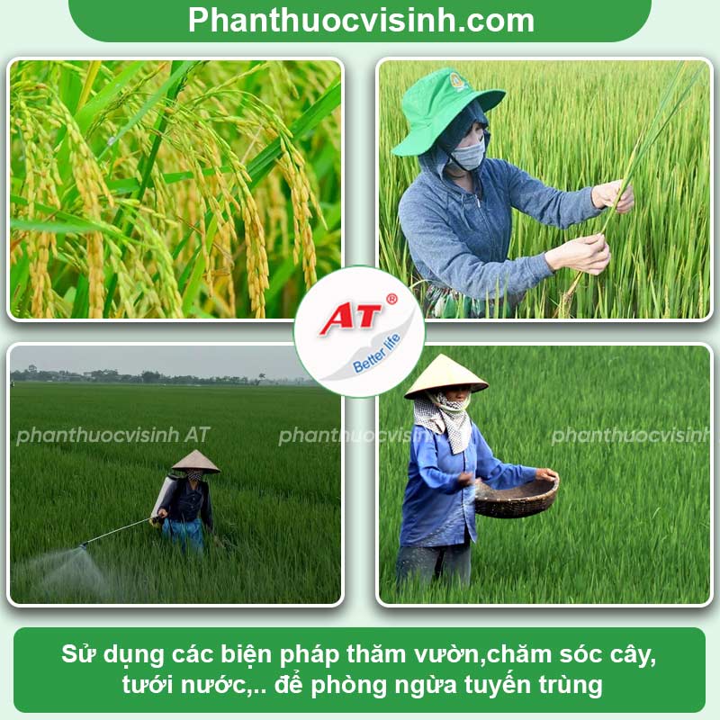 Tuyến trùng gây hại lúa bị bướu rễ và cách phòng trừ hiệu quả