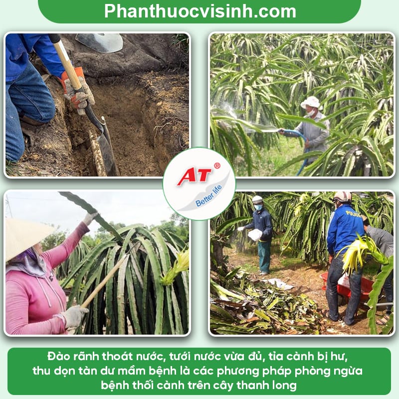 Bệnh thối cành thanh long: Nguyên nhân và cách phòng trị