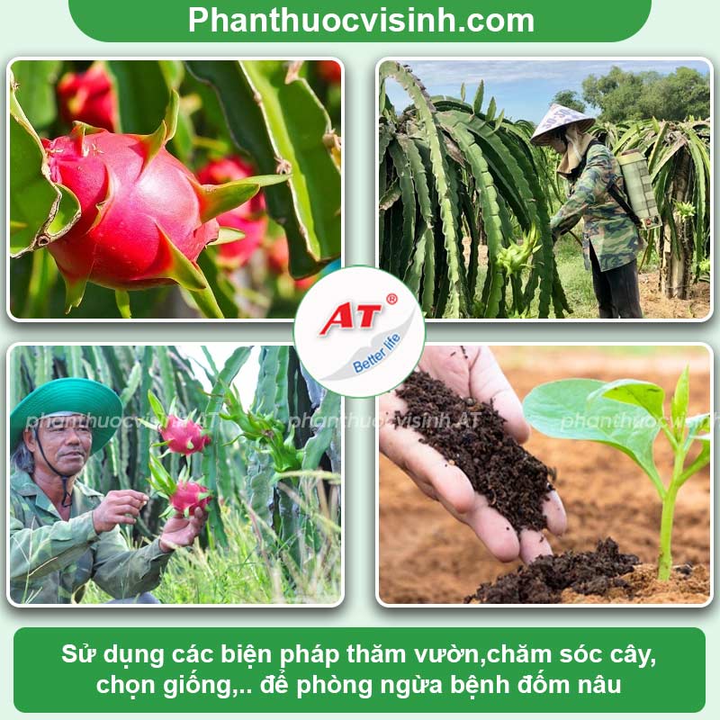 Nông dân không còn đau đầu vì bệnh đốm nâu thanh long