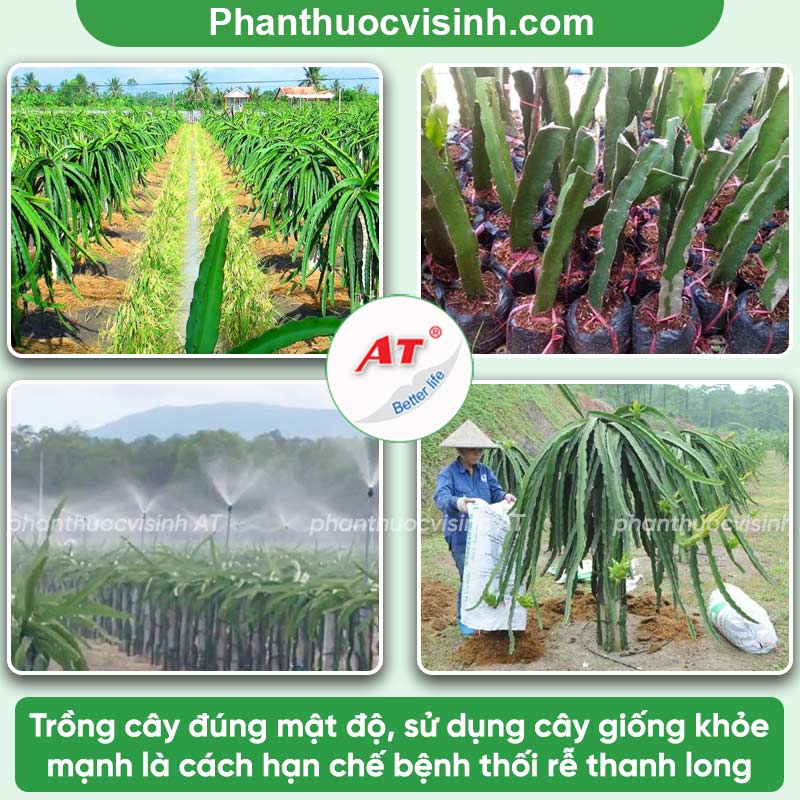 Bệnh thối rễ thanh long: Phòng trừ hiệu quả, an toàn
