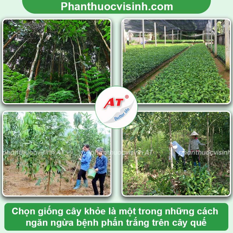 Bệnh phấn trắng cây quế: Nguyên nhân & Cách xử lý dứt điểm 3 Bệnh phấn trắng cây quế: Nguyên nhân & Cách xử lý dứt điểm