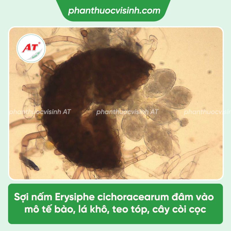 Bệnh phấn trắng cây quế: Nguyên nhân & Cách xử lý dứt điểm 2 Bệnh phấn trắng cây quế: Nguyên nhân & Cách xử lý dứt điểm