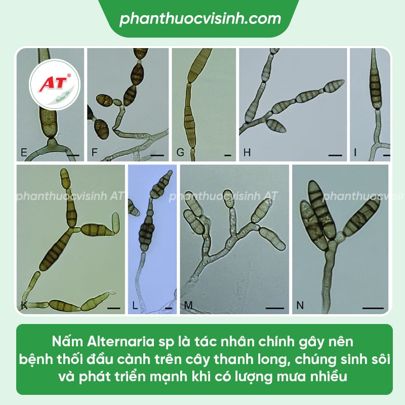 Bệnh thối cành thanh long: Nguyên nhân và cách phòng trị