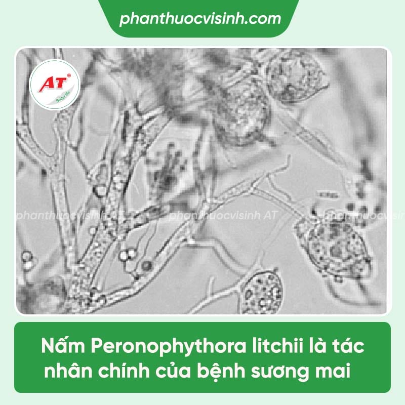 Nguyên nhân bệnh sương mai trên cây vải và cách ngăn ngừa