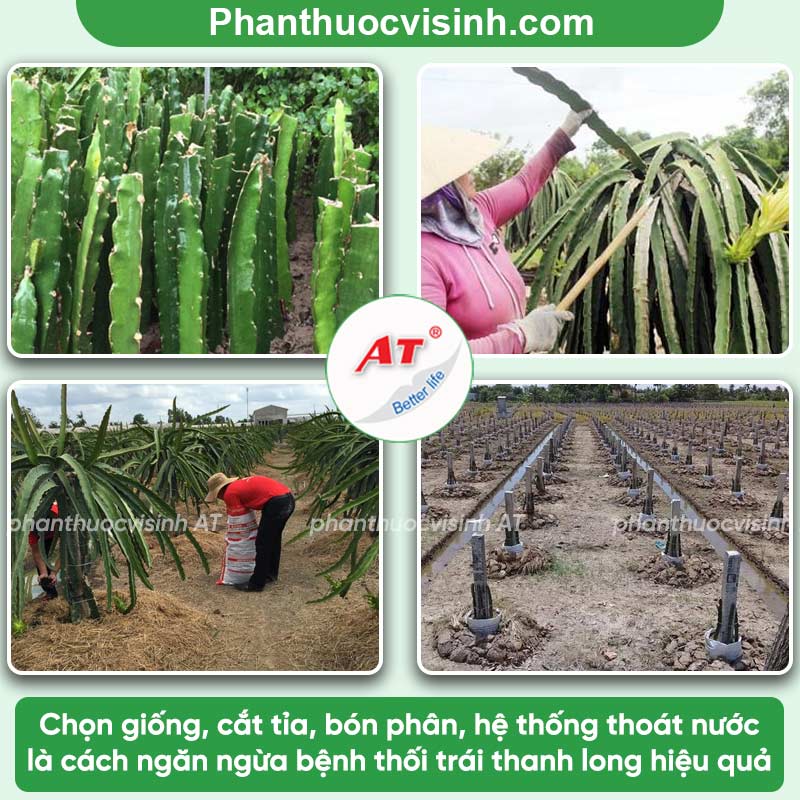 Bệnh thối trái thanh long: Phòng trị hiệu quả, an toàn
