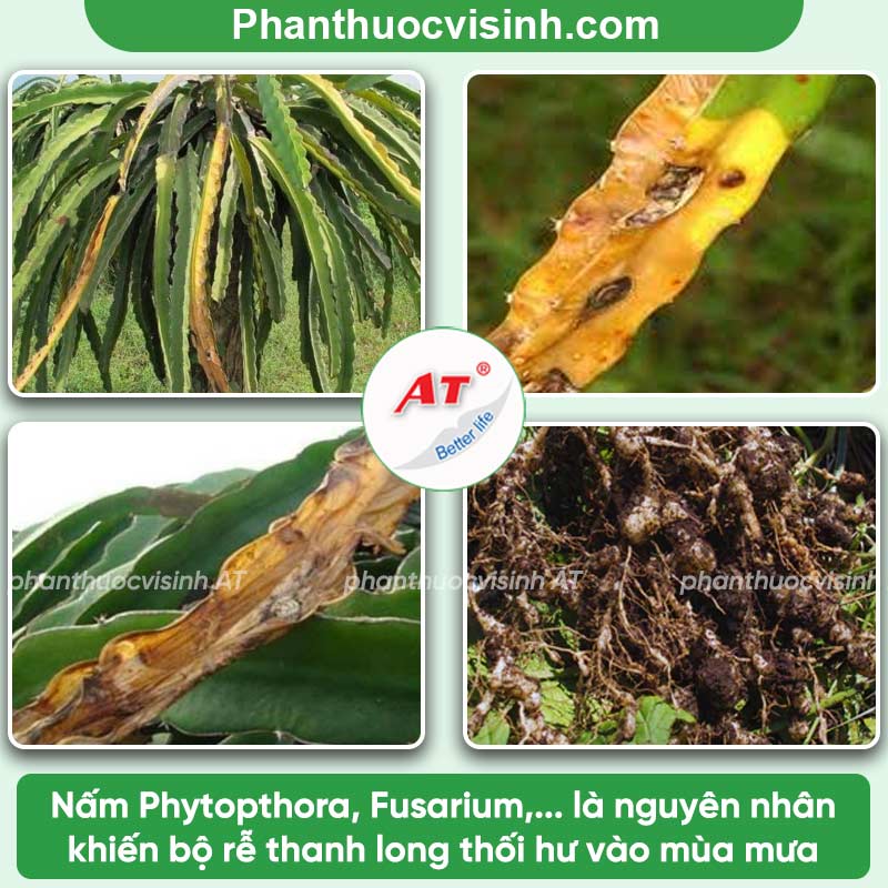 Bệnh thối rễ thanh long: Phòng trừ hiệu quả, an toàn