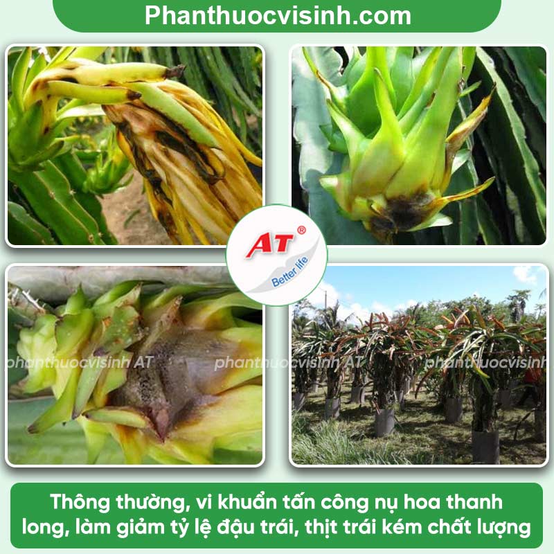 Bệnh thối trái thanh long: Phòng trị hiệu quả, an toàn