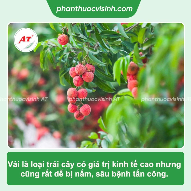 Tổng hợp bệnh trên cây vải và cách phòng trị hiệu quả