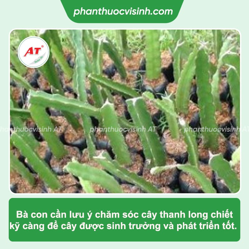Nhân giống thanh long: Kỹ thuật giúp bà con có mùa vụ tốt