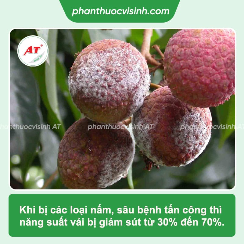 Tổng hợp bệnh trên cây vải và cách phòng trị hiệu quả
