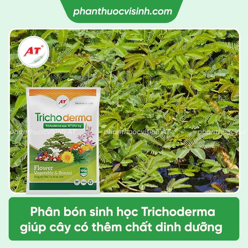 Các loại bệnh trên cây rau nhút và cách phòng trừ hiệu quả
