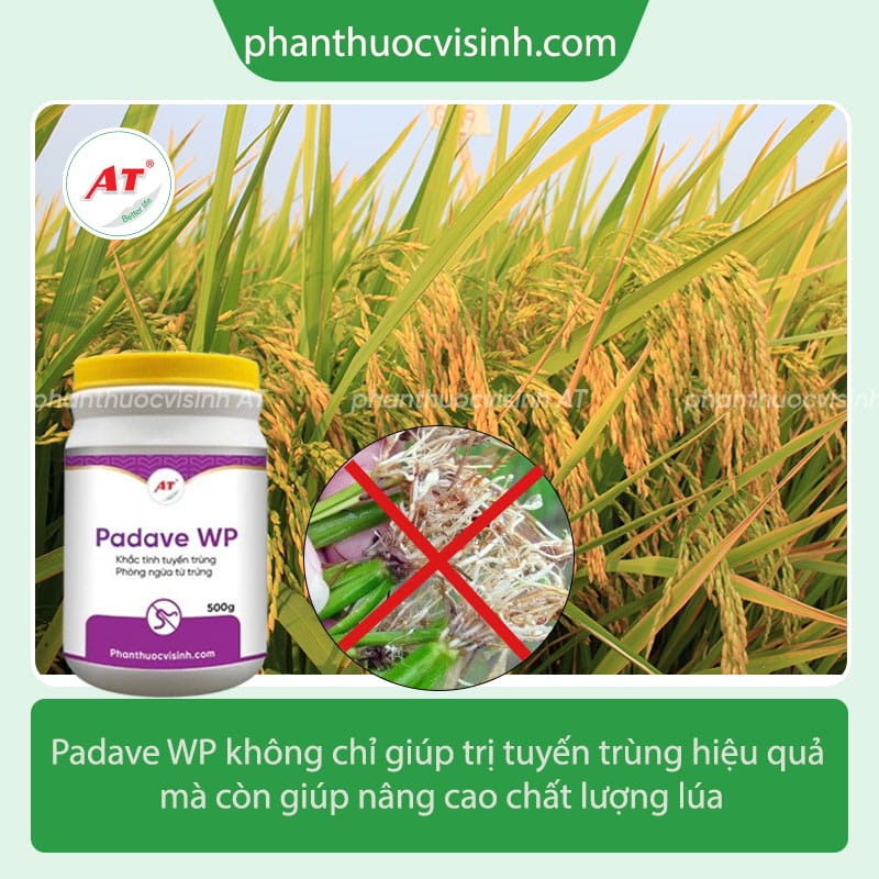 Tuyến trùng gây hại lúa bị bướu rễ và cách phòng trừ hiệu quả