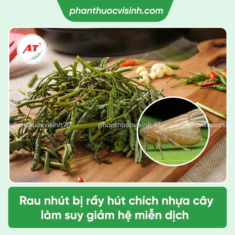 Các loại bệnh trên cây rau nhút và cách phòng trừ hiệu quả
