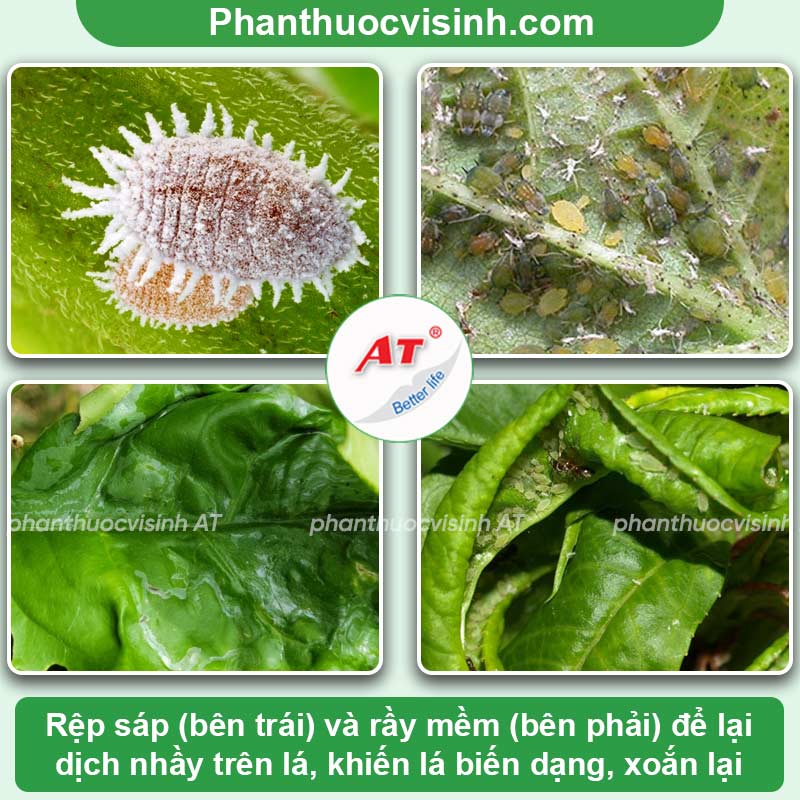 Bệnh trên cây quế: Bệnh hại thường gặp & Cách xử lý