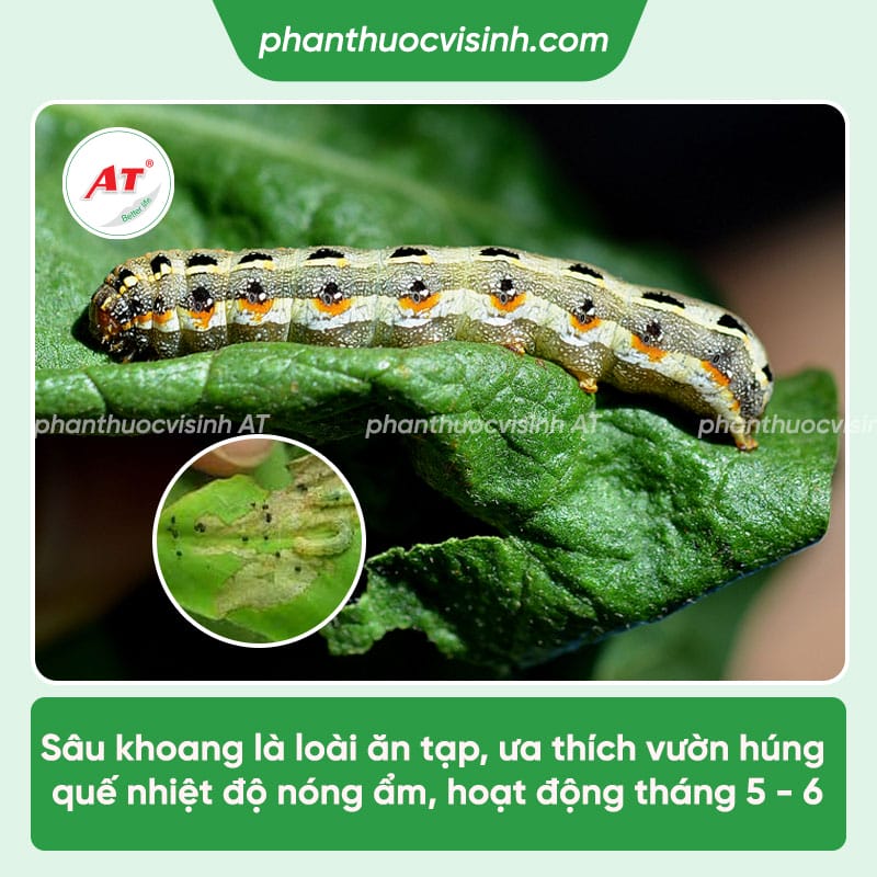 Bệnh trên cây quế: Bệnh hại thường gặp & Cách xử lý