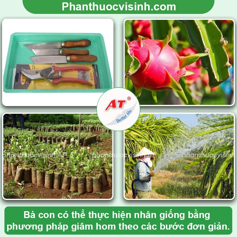 Nhân giống thanh long: Kỹ thuật giúp bà con có mùa vụ tốt
