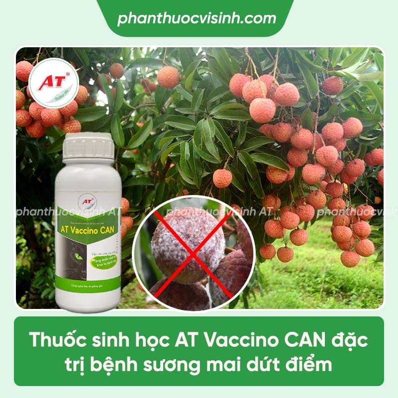 Nguyên nhân bệnh sương mai trên cây vải và cách ngăn ngừa