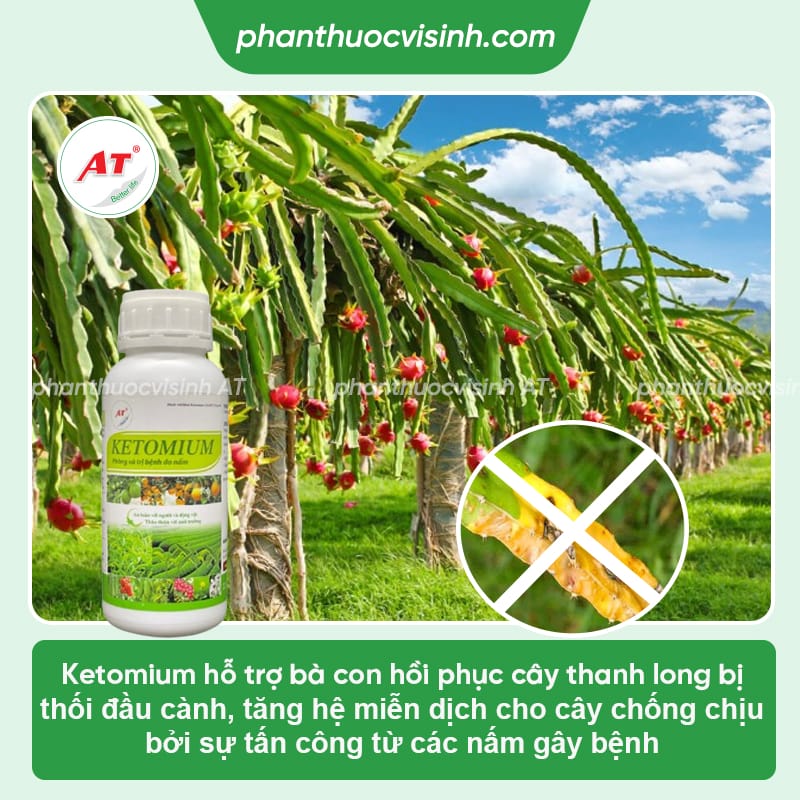 Bệnh thối cành thanh long: Nguyên nhân và cách phòng trị