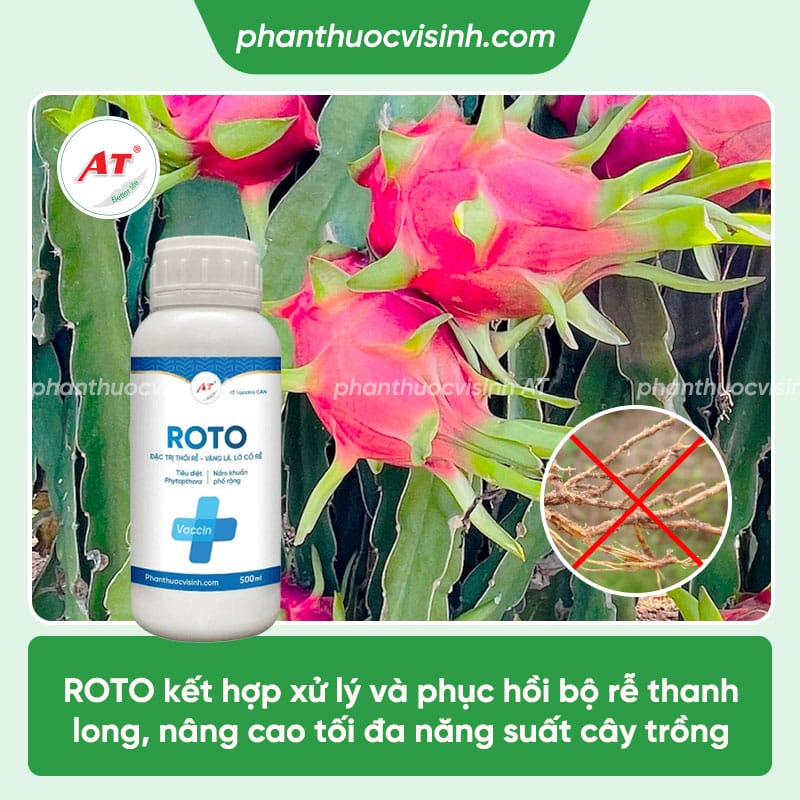 Bệnh thối rễ thanh long: Phòng trừ hiệu quả, an toàn