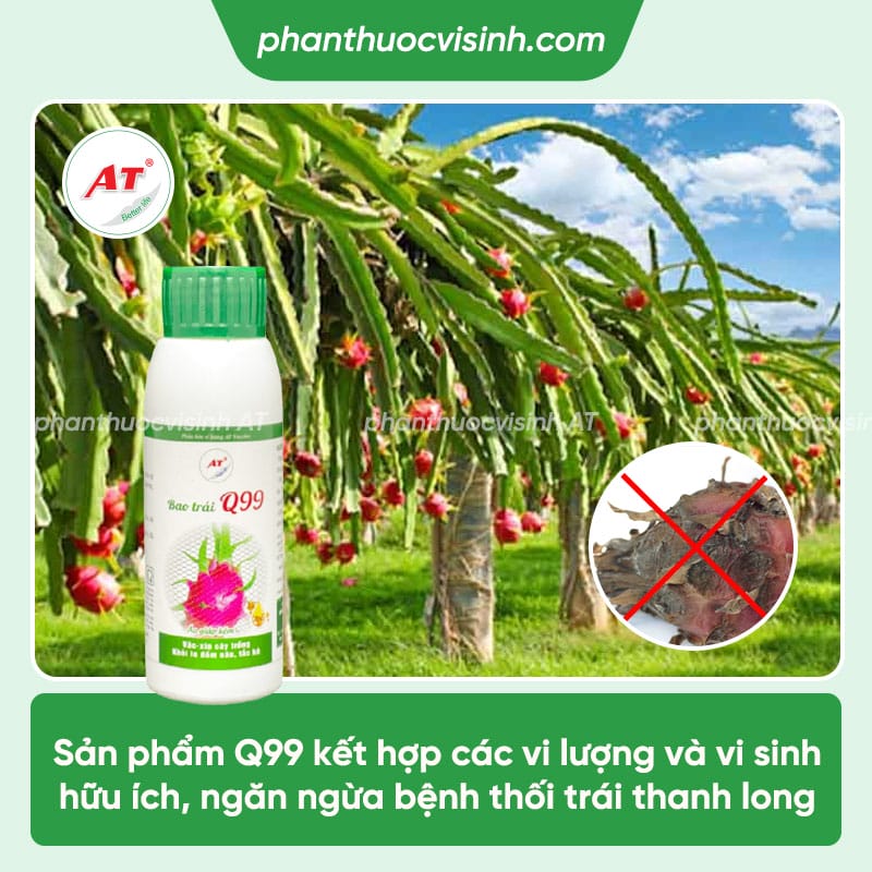 Bệnh thối trái thanh long: Phòng trị hiệu quả, an toàn