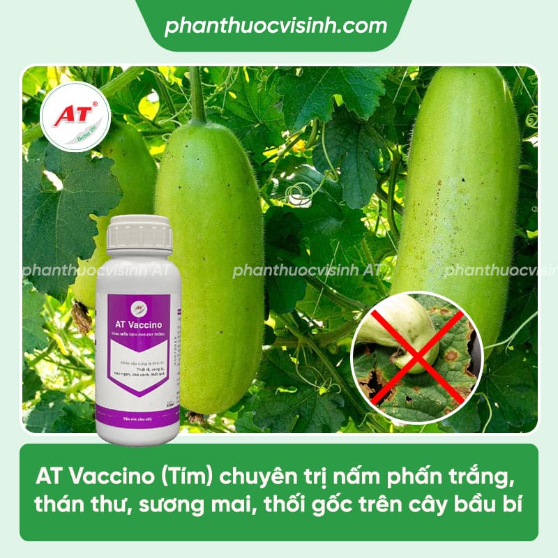 Bệnh trên cây bầu có các bệnh nào & Cách xử lý hiệu quả