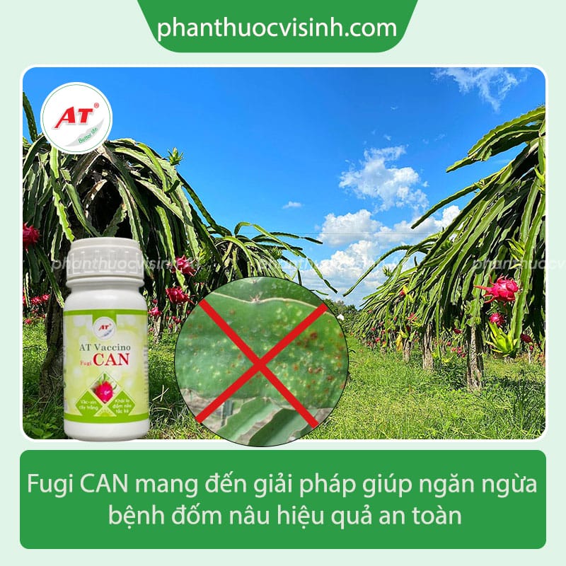 Nông dân không còn đau đầu vì bệnh đốm nâu thanh long