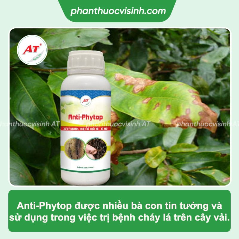 Tổng hợp bệnh trên cây vải và cách phòng trị hiệu quả