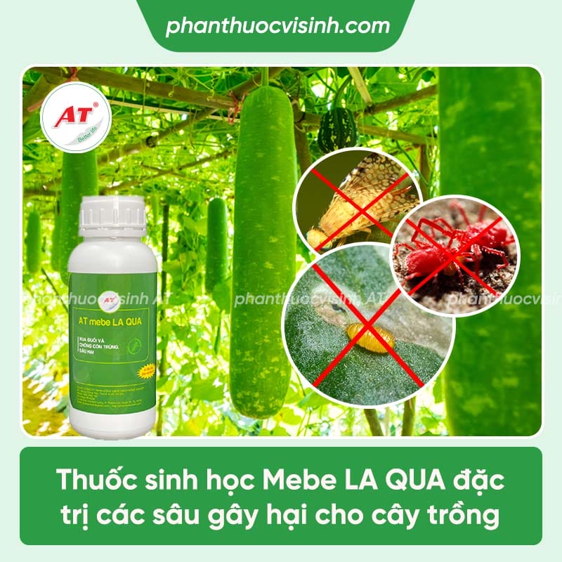 Sâu hại bầu bí gồm những loại nào và cách phòng trị hiệu quả