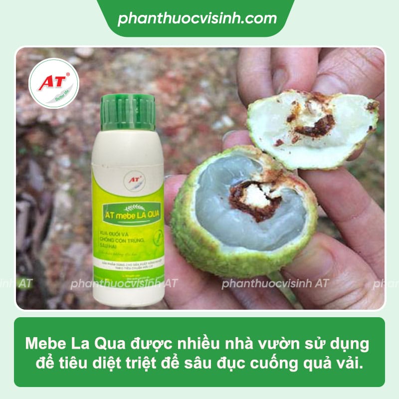 Tổng hợp bệnh trên cây vải và cách phòng trị hiệu quả