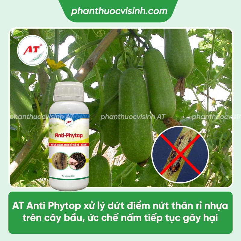Bệnh trên cây bầu có các bệnh nào & Cách xử lý hiệu quả