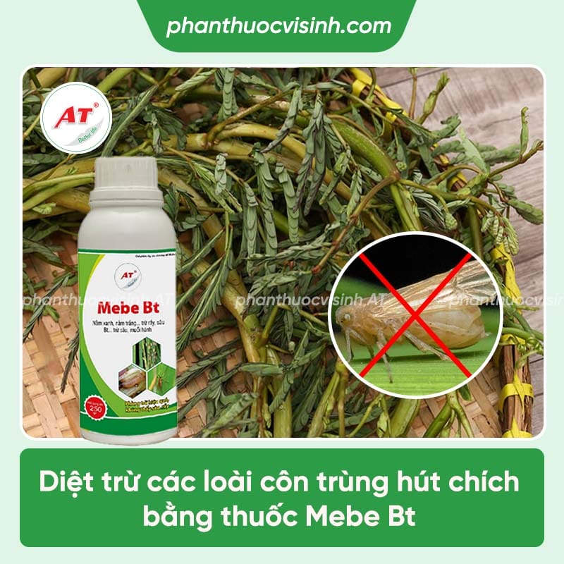 Các loại bệnh trên cây rau nhút và cách phòng trừ hiệu quả
