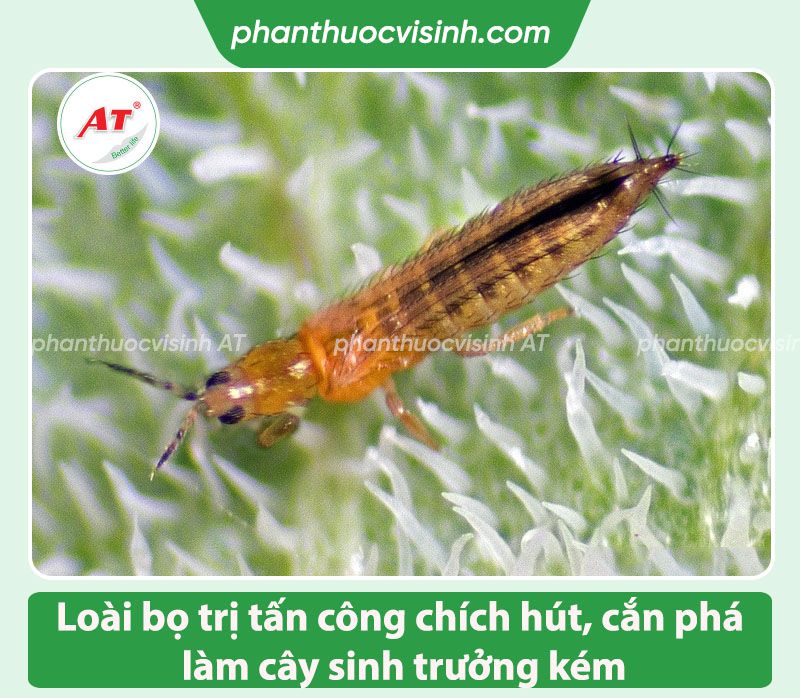 Thuốc trừ sâu sinh học phổ rộng thế hệ mới AT Mebe LA QUA - Nấm 3 màu kí sinh tiêu diệt sâu, côn trùng gây hại 1 Thuốc trị bọ trĩ và sâu bọ AT Mebe LA QUA giá tốt, uy tín