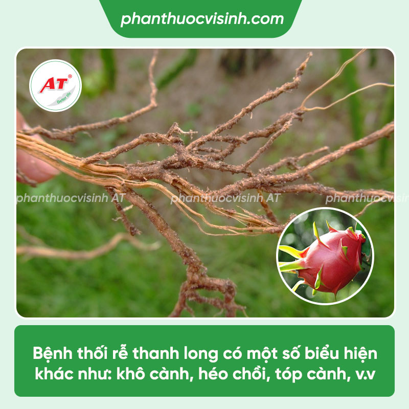 Bệnh thối rễ thanh long: Phòng trừ hiệu quả, an toàn