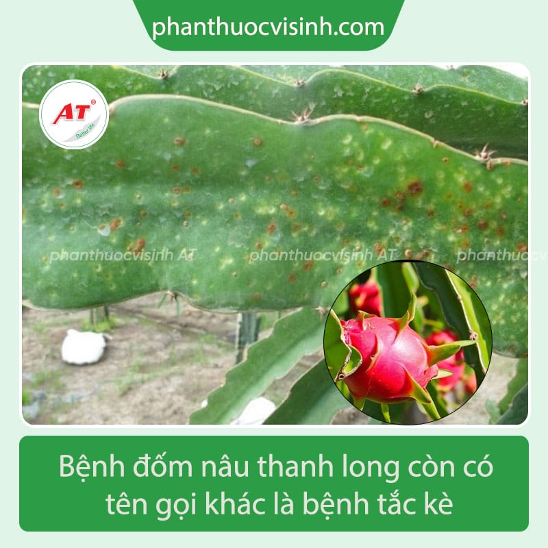 Nông dân không còn đau đầu vì bệnh đốm nâu thanh long