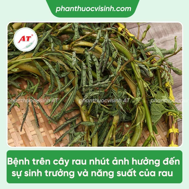 Các loại bệnh trên cây rau nhút và cách phòng trừ hiệu quả