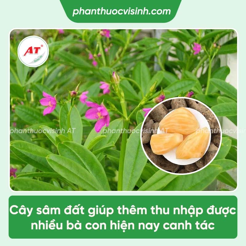 Cách trồng cây sâm đất đúng kỹ thuật cho ra nhiều củ