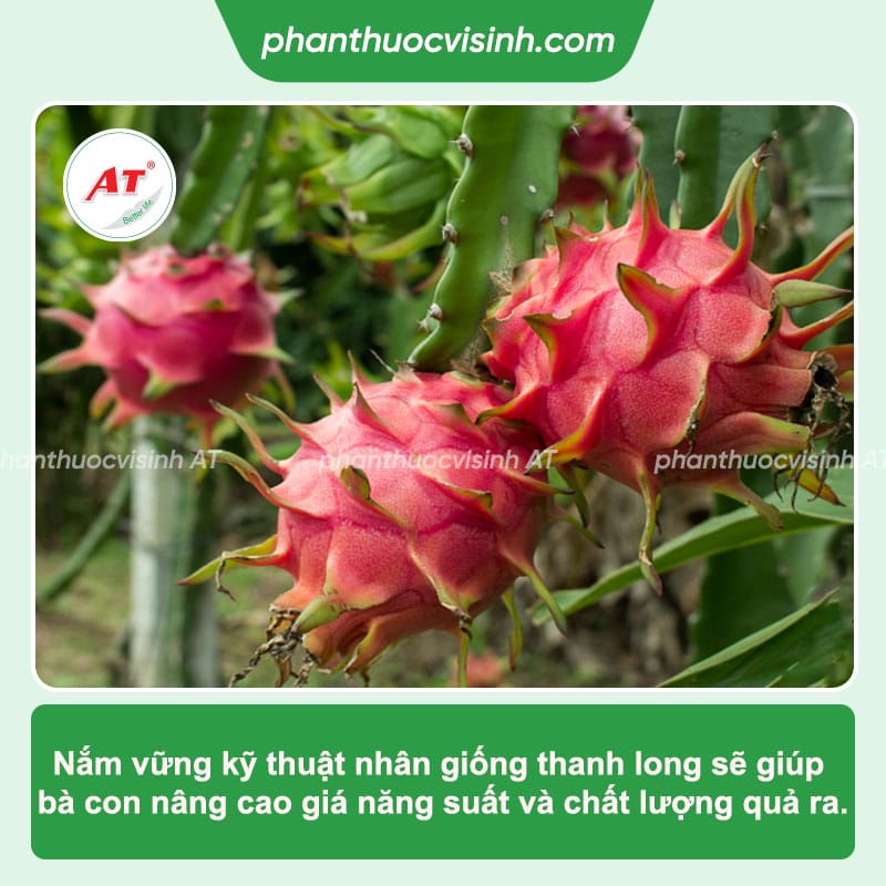 Nhân giống thanh long: Kỹ thuật giúp bà con có mùa vụ tốt