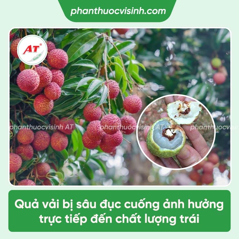 Dấu hiệu sâu đục cuống quả vải và cách phòng trị tốt nhất