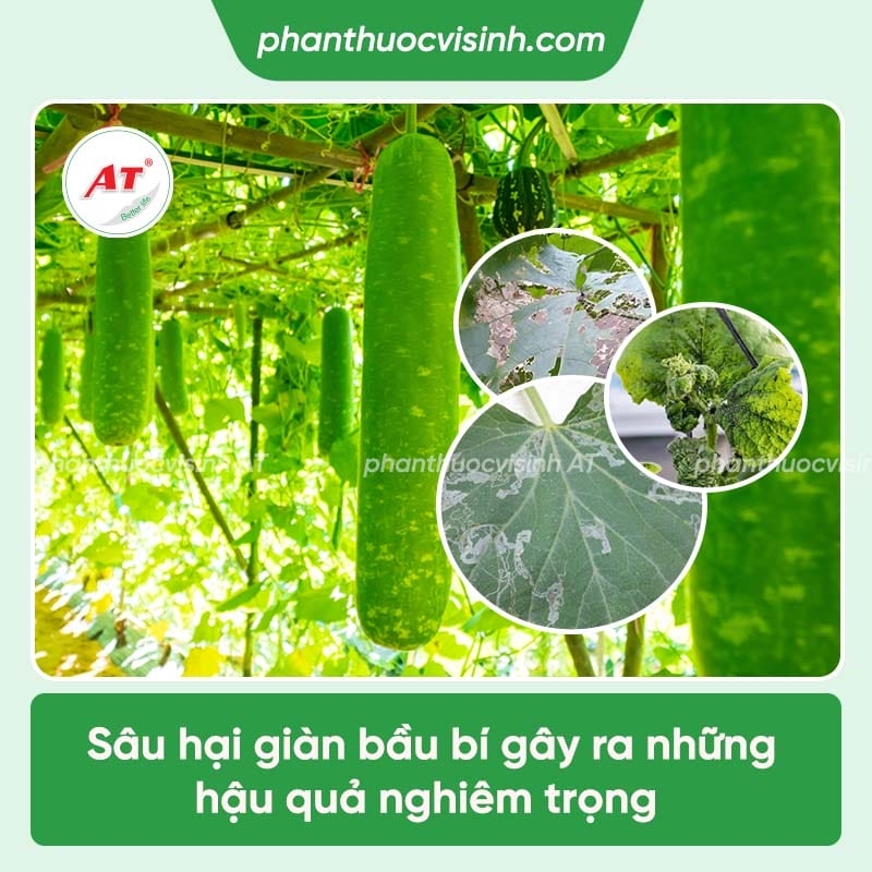 Sâu hại bầu bí gồm những loại nào và cách phòng trị hiệu quả