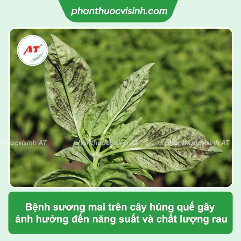 Bệnh sương mai trên cây húng quế: Phòng trừ hiệu quả
