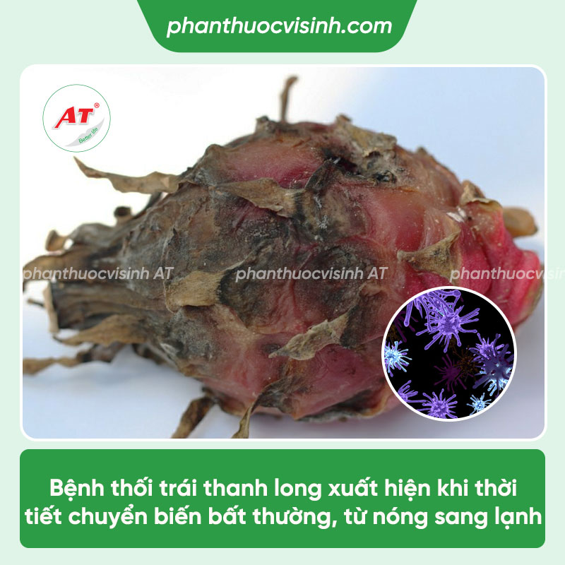 Bệnh thối trái thanh long: Phòng trị hiệu quả, an toàn