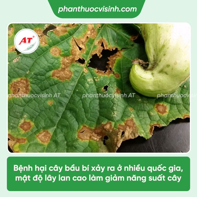Bệnh trên cây bầu có các bệnh nào & Cách xử lý hiệu quả