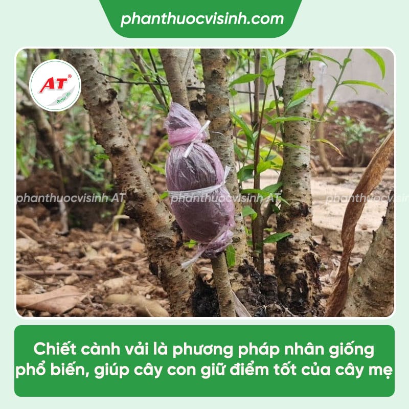Hướng dẫn cách chiết cành vải đơn giản, hiệu quả